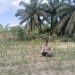 Secara rutin Bhabinkamtibmas Desa Muara Mahat Baru Bripka Robby mengecek pertumbuhan jagung pipil untuk mendukung ketahan pangan.