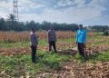 POLSEK TAPUNG DUKUNG SWASEMBADA PANGAN MELALUI PENGECEKAN LAHAN JAGUNG PIPIL DI DESA INDRAPURI
