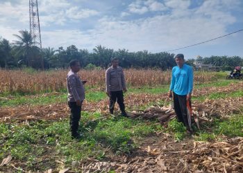 POLSEK TAPUNG DUKUNG SWASEMBADA PANGAN MELALUI PENGECEKAN LAHAN JAGUNG PIPIL DI DESA INDRAPURI