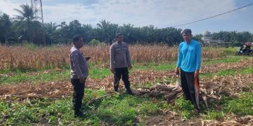 POLSEK TAPUNG DUKUNG SWASEMBADA PANGAN MELALUI PENGECEKAN LAHAN JAGUNG PIPIL DI DESA INDRAPURI