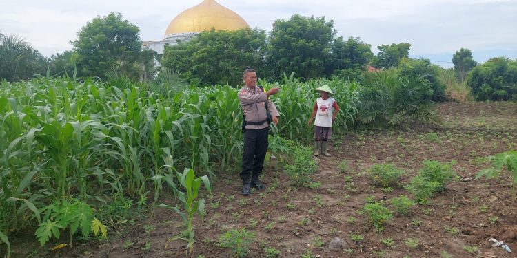 BHABINKAMTIBMAS DESA PELAMBAIAN LAKUKAN PENGECEKAN TANAMAN JAGUNG DUKUNG PROGRAM SWASEMBADA PANGAN