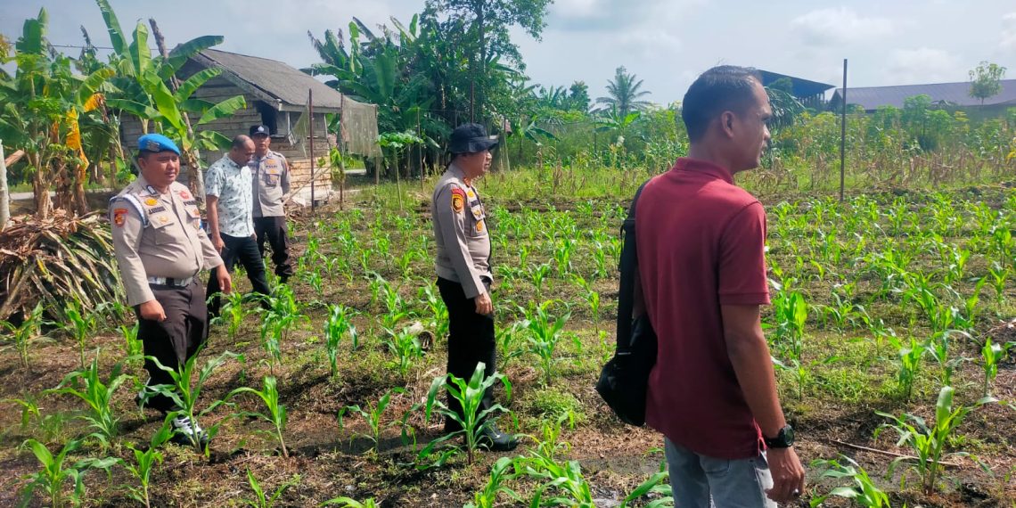POLSEK KKH PERIKSA JAGUNG PIPIL TUMPANG SARI – TANAMAN USIA 20 HARI KONDISI BAIK, DUKUNG PROGRAM KETAHTANAN PANGAN”