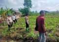POLSEK KKH PERIKSA JAGUNG PIPIL TUMPANG SARI – TANAMAN USIA 20 HARI KONDISI BAIK, DUKUNG PROGRAM KETAHTANAN PANGAN”