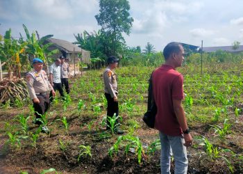 POLSEK KKH PERIKSA JAGUNG PIPIL TUMPANG SARI – TANAMAN USIA 20 HARI KONDISI BAIK, DUKUNG PROGRAM KETAHTANAN PANGAN”