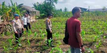 POLSEK KKH PERIKSA JAGUNG PIPIL TUMPANG SARI – TANAMAN USIA 20 HARI KONDISI BAIK, DUKUNG PROGRAM KETAHTANAN PANGAN”