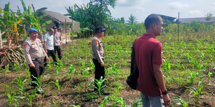 POLSEK KKH PERIKSA JAGUNG PIPIL TUMPANG SARI – TANAMAN USIA 20 HARI KONDISI BAIK, DUKUNG PROGRAM KETAHTANAN PANGAN”