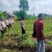 POLSEK KKH PERIKSA JAGUNG PIPIL TUMPANG SARI – TANAMAN USIA 20 HARI KONDISI BAIK, DUKUNG PROGRAM KETAHTANAN PANGAN”