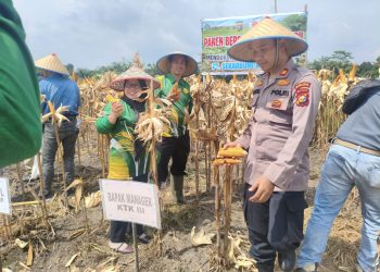 Kapolsek Tapung Hilir Hadiri Panen Jagung Pipil di PT SEBAL, Dukung Program Ketahanan Pangan Nasional