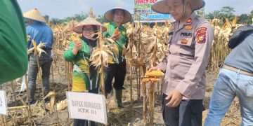 Kapolsek Tapung Hilir Hadiri Panen Jagung Pipil di PT SEBAL, Dukung Program Ketahanan Pangan Nasional