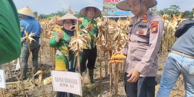 Kapolsek Tapung Hilir Hadiri Panen Jagung Pipil di PT SEBAL, Dukung Program Ketahanan Pangan Nasional