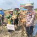 Kapolsek Tapung Hilir Hadiri Panen Jagung Pipil di PT SEBAL, Dukung Program Ketahanan Pangan Nasional